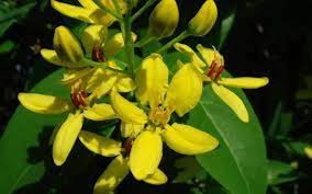 Image result for Tristellateia africana