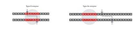Example sentences with the word restriction. Type Iis Restriction Enzymes Thermo Fisher Scientific De