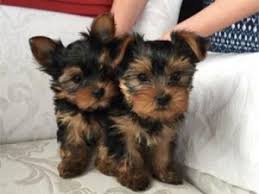 Use them in commercial designs under lifetime, perpetual & worldwide rights. Taking Care Of Newborn Yorkie And Teacup Yorkie Puppies Yorkie Passion