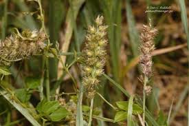 Image result for Cenchrus biflorus