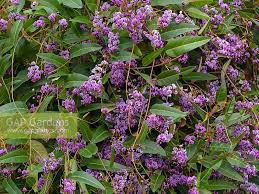 Image result for Hardenbergia comptoniana
