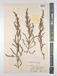 Image result for Suaeda monoica