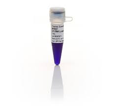 What is the purpose of gel electrophoresis? Rna Gel Loading Dye 2x