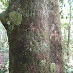 Image result for Aneulophus africanus