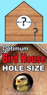 Bird House Hole Size Best Dimensions
