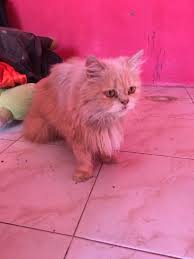Harga kucing munchkin di indonesia menurut kucing.info sekarang ini dijual dengan harga sekitar rp. Kucing Munchkin Mix Persia Perlengkapan Hewan Aksesoris Hewan Di Carousell