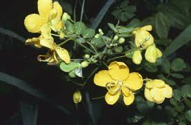 Image result for Senna bicapsularis