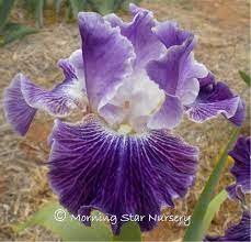 Iris Mindreader Iris Flowers Bearded Iris Most Beautiful Flowers