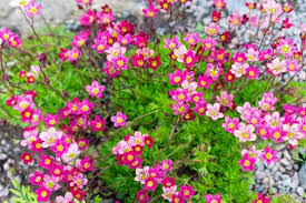 Image result for Galiniera saxifraga