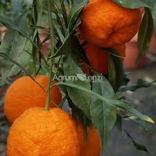 Image result for Citrus × aurantium