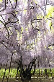 20130429 Okazaki Park 5 Wisteria Tree Japanese Garden Beautiful Tree