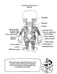 Artistic or educative coloring pages ? Anatomyng Page Q1 Human Muscles Key Staggering Pages Books Free And Printable Sheet Approachingtheelephant