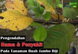Check spelling or type a new query. 9 Tips Mudah Mengatasi Hama Penyakit Yang Sering Menyerang Tanaman Buah Jambu Biji Jualbenihmurah Com