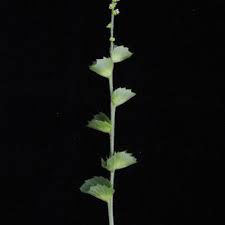 Image result for Acalypha ciliata
