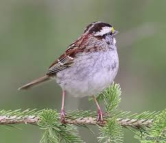 Animated Gif Bird Is The Word Gif Https Encrypted Tbn0 Gstatic Com Images Q Tbn 3aand9gcqahbwmdbvfie93kao4nij2ntn2tzbe1icf8w Usqp Cau