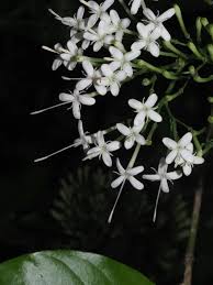 Image result for Pavetta fascifolia