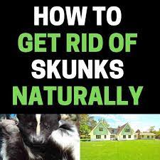 See full list on wikihow.com How To Get Rid Of Skunks Naturally Complete Diy Guide Bugwiz