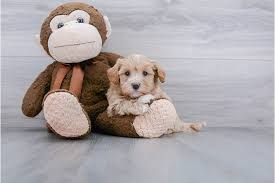 The mix of maltese and poodle usually produces a lively, playful dog devoted to its family. Teacup Maltipoo Puppy