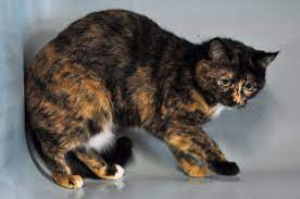 photo chat couleur ecaille de tortue animaux animal 3 couleurs coloriage locomotive