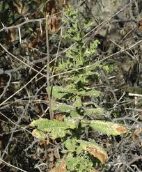 Image result for Laggera