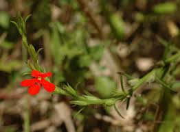 Image result for Striga asiatica