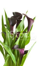 Mandy's 20pcs purple artificial calla lily flowers 13.4 for home kitchen & wedding decorations. Dark Purple Black Calla Lily Plant Isolated On White Backgro Stock Photos Freeimages Com