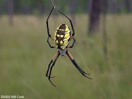 But it may attack if being threatened or disturbed garden spider is another wonderful insect that astonished by both appearance and web it creates. Black And Yellow Argiope Argiope Aurantia