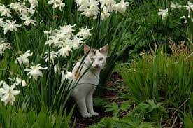 Maybe you would like to learn more about one of these? How To Repel Cats Keeping Cats Out Of Garden Areas
