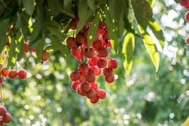 It grows in large clusters on ends of branches. Methods Of Lychee Propagation How To Propagate Lychee Trees Lychee Tree Lychee Growing Fruit