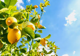 How Long Does A Lemon Tree Take To Produce Fruit Home