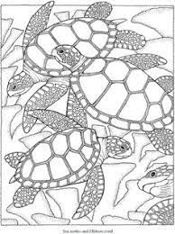 Amazing turtle coloring page to print. 40 Best Turtle Coloring Pages Ideas Turtle Coloring Pages Coloring Pages Coloring Books
