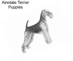 Find the perfect puppies in florida (fl)! Airedale Terrier Terriers For Sale In Orlando Agriseek Com