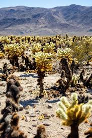 The cholla gardens are a great place for a small hike. Exploring Cholla Cactus Garden Joshua Tree Ca That Adventure Life