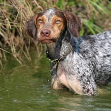 Maybe you would like to learn more about one of these? Causes Of A Lump On A Dog S Throat Dog Discoveries