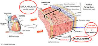 However, in the case of the heart, it is not a microscopic layer but rather a macroscopic layer, consisting of a simple squamous epithelium called a mesothelium, reinforced with loose, irregular, or areolar connective tissue that attaches to the pericardium. Heart Histology Flashcards Quizlet