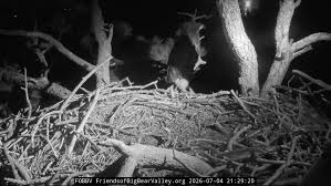 Big Bear eagle family safe after July 4th fireworks show