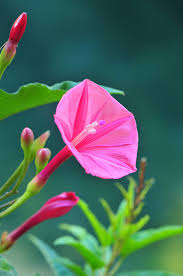 Image result for Turbina oblongata