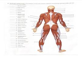 Despite their similar names, teres major has different actions and innervation from the teres minor. Get Answer Identify Each Lettered Muscle In The Illustration Of The Human Transtutors