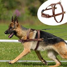 Pet Buyuk Kopek Demeti Deri K9 Pitbull Buyuk Kopekler Icin Yelek Tasma Ayarlanabilir Orta Buyuk Kopekler Icin Bulldog Rottweiler Labrador 2xl Kayislar Aliexpress