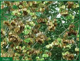 Image result for Petersianthus macrocarpus