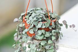 Image result for Ceropegia breviflora