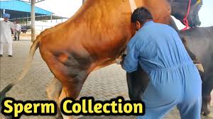 How Collect Semen Of Bull Bovine Sperm Station India Farming Technology Youtube