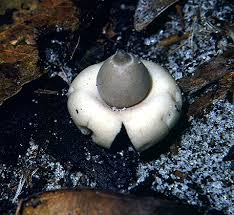 Image result for Geastrum triplex