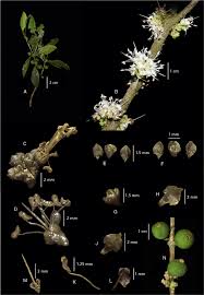 Image result for Memecylon sp. D