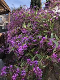 Image result for Hardenbergia