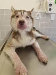 Maybe you would like to learn more about one of these? Update 28 Husky Puppies Seized Wayne County Shelter Over Capacity News Akron Beacon Journal Akron Oh