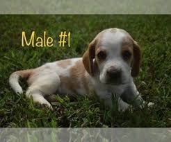 Basset hound puppies for sale. View Ad Basset Hound Litter Of Puppies For Sale Near Missouri Lebanon Usa Adn 218830