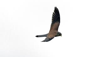 Raptor, in general, any bird of prey; Hd Wallpaper Kestrel Falcon Terzel Raptors Animal Themes Animal Wildlife Wallpaper Flare