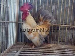 Ayam Kate Dewasa Jantan Ayam