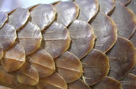 Officially, pangolin scales are no longer on the 2020 listing of ingredients approved for use in traditional chinese medicine (tcm). China Removes Pangolin Scale From List Of Official Medicines Natural History Museum